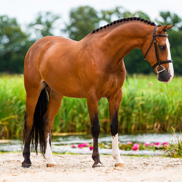 Pietje1 Pietje1